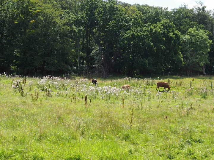 Trelde Næs (Fredericia) (Denemarken) 